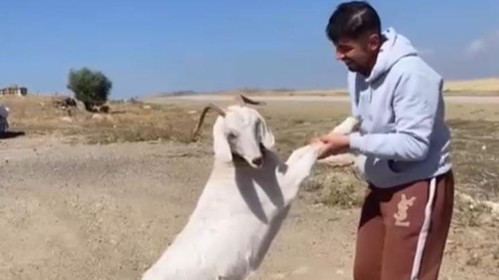 Ankara’da barınaktan çalınan hamile keçiler, kasapta kesilmiş bulundu