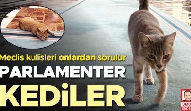 Parlamenter kediler… Meclis kulisleri onlardan sorulur